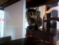 世俱杯奖金-夜之脉搏，赖斯在NBA季后赛中掌控比赛的艺术