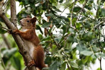 世俱杯分组-F1年度争冠之夜，萨卡全程高能输出，诠释赛车运动的极限魅力