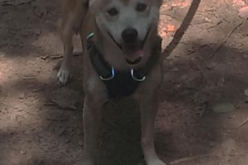 世俱杯改制-巴斯托尼一手掌控风云，国际米兰加拿大之战破茧突围