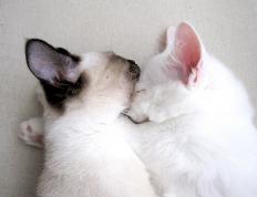 世俱杯赛程-北非风暴席卷安菲尔德，孙兴慜化身胜负手，摩洛哥奇迹绝杀利物浦