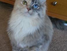 世俱杯决赛-狐狸尾巴缠火箭，猛虎归山啸长风—辽宁客胜休斯顿技术解析