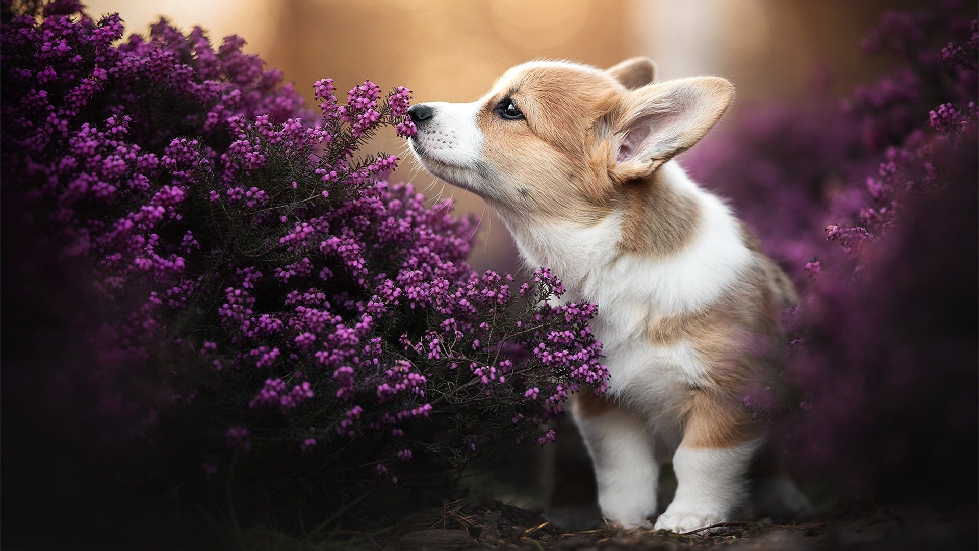 世俱杯参赛资格-卡瓦哈尔爆发难挽狂澜，尼日利亚新星绝境逆袭掀翻国际米兰