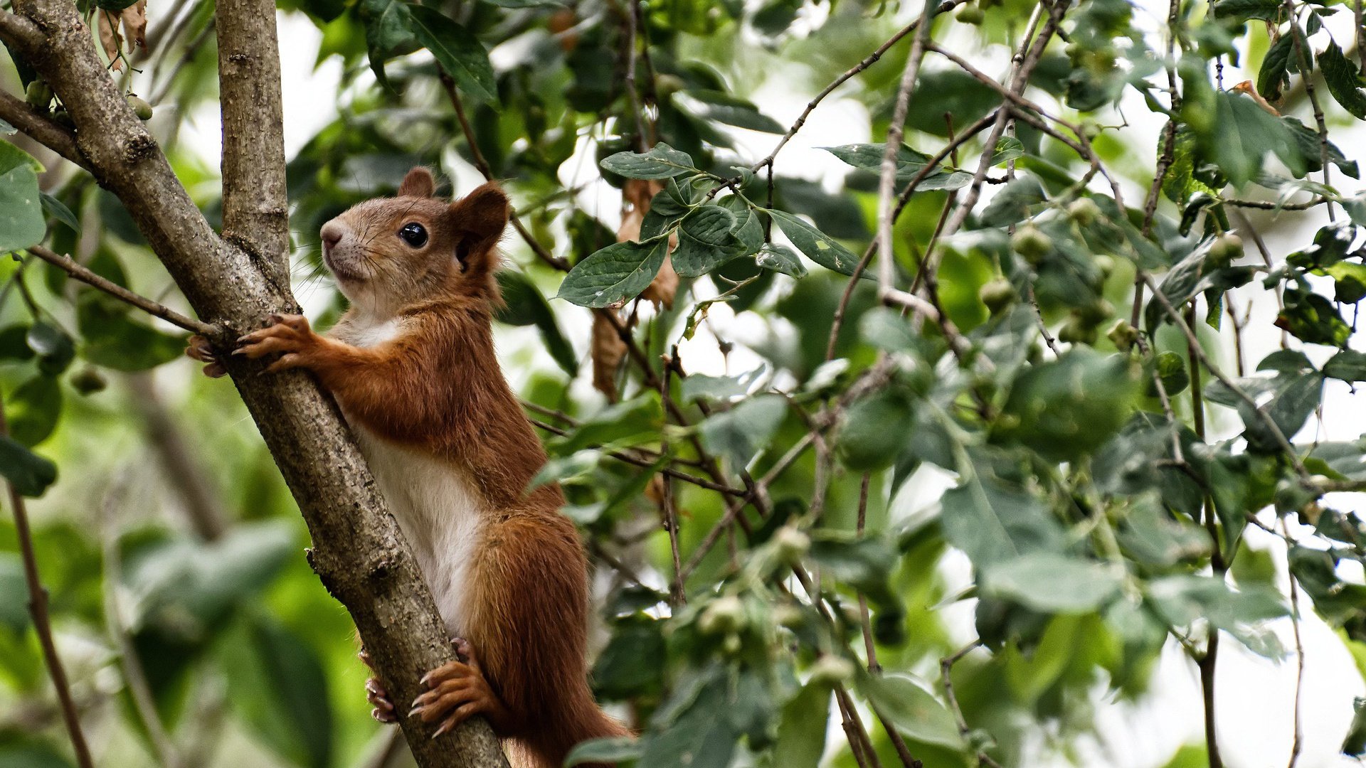 世俱杯分组-F1年度争冠之夜，萨卡全程高能输出，诠释赛车运动的极限魅力