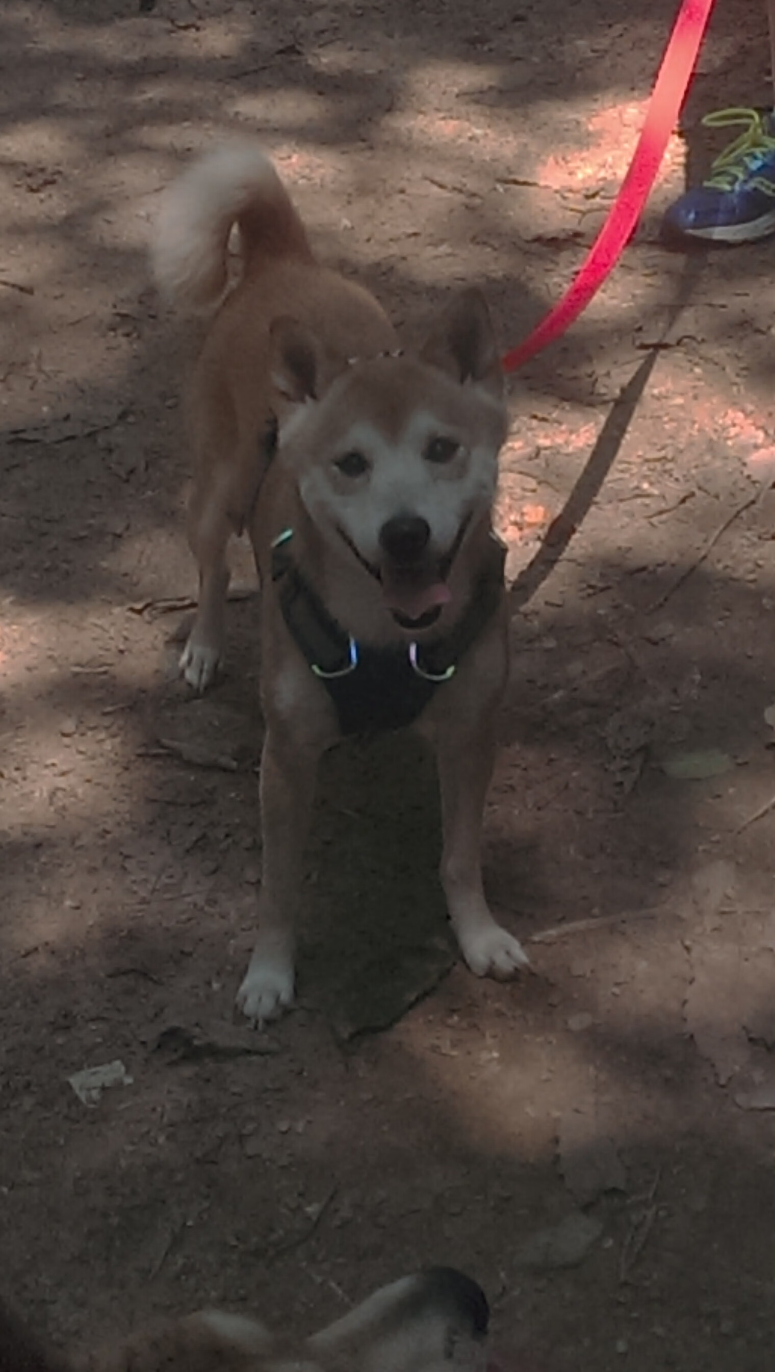 世俱杯改制-巴斯托尼一手掌控风云，国际米兰加拿大之战破茧突围