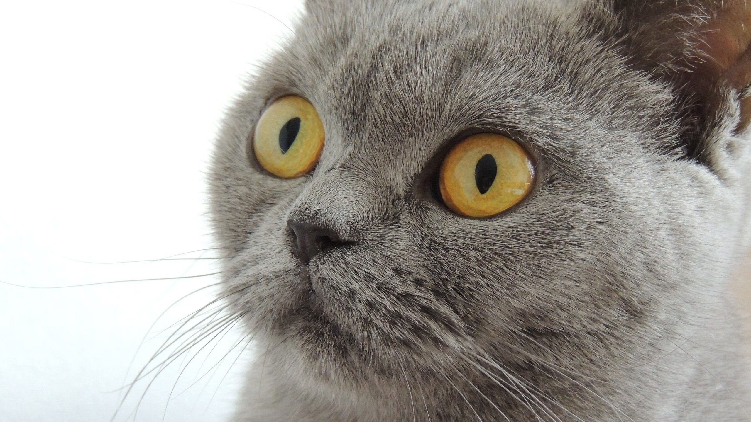 世俱杯改制-终场绝杀!切特末节统治攻防助新疆险胜鹈鹕