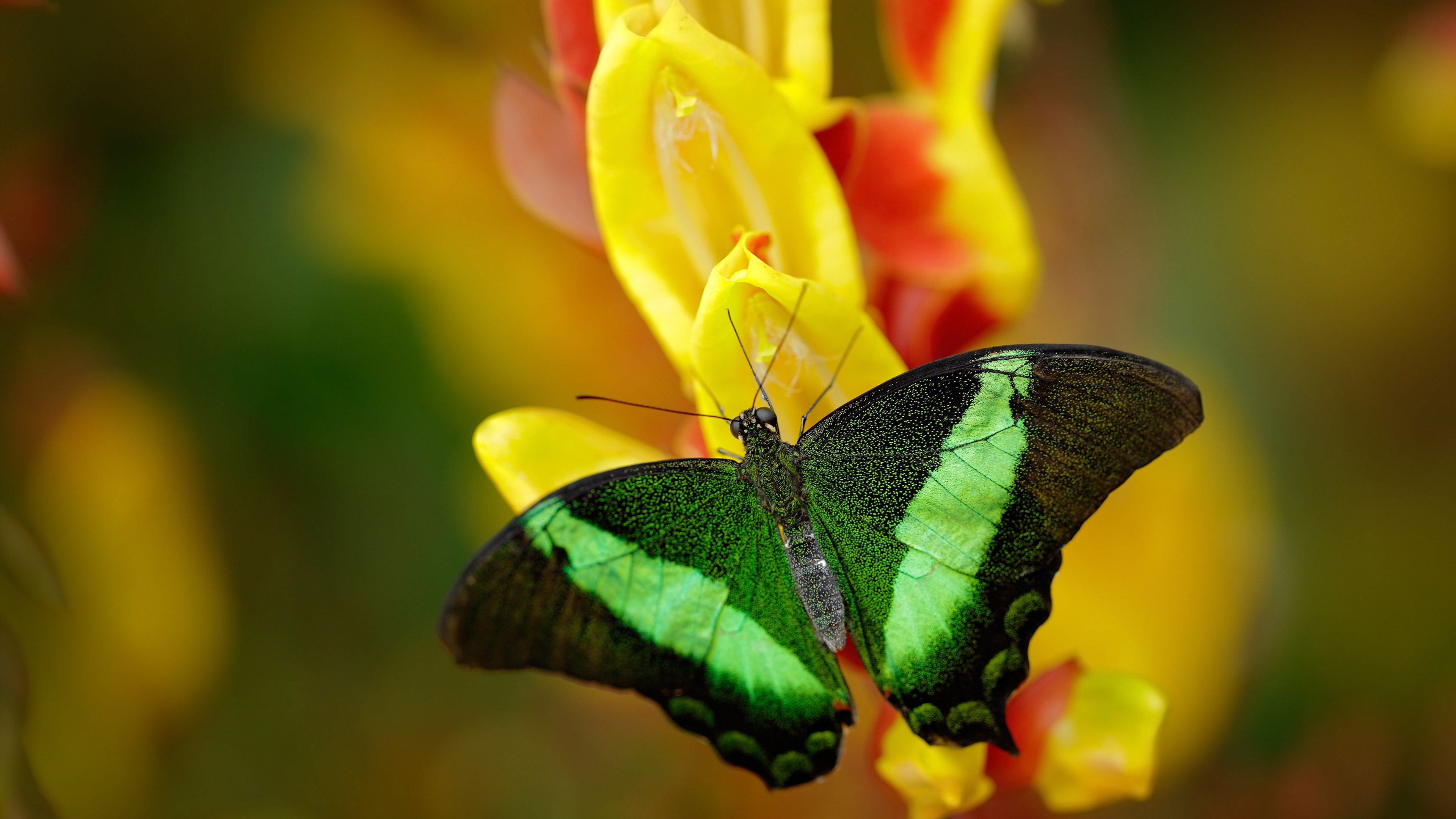 世俱杯改制-神兵天降！米切尔一剑封喉，奇才逆袭雷霆挺进次轮