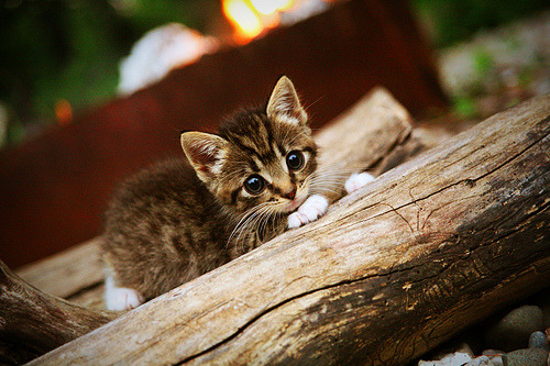 世俱杯改制-巅峰对决,速度、旋律与团队的胜利交响
