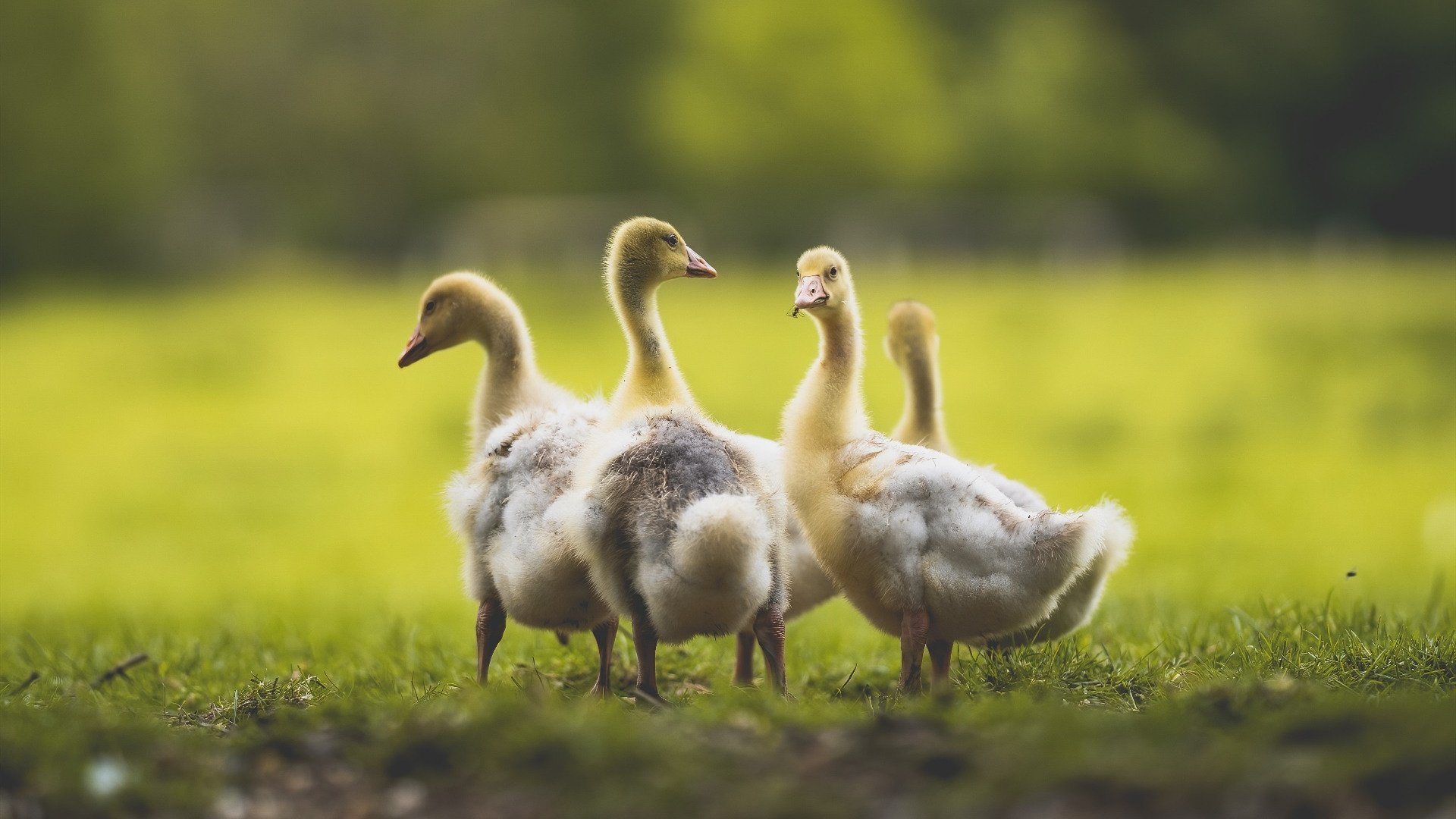 世俱杯参赛资格-逆袭之夜，布雷默的孤独闪光与阿根廷队的惊魂险胜
