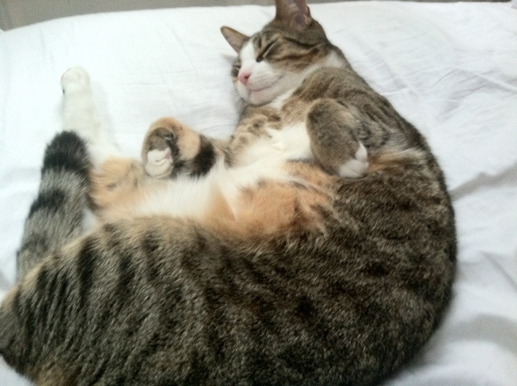 世俱杯-奥利维耶，刺穿高卢雄鸡心脏的冷冽利刃