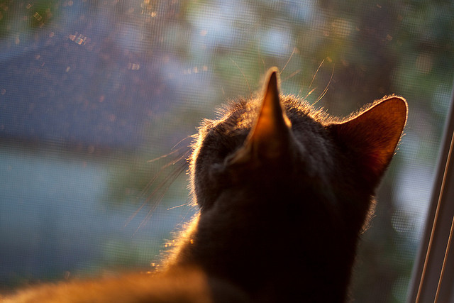 世俱杯奖金-舞台之上,当国王挑战火箭,见证约基奇法则的统治力