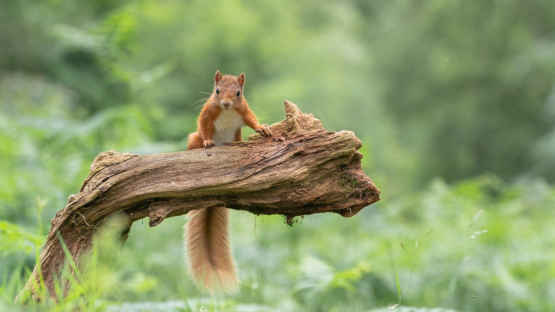 世俱杯时间-硬仗价值,从劳塔罗的封王到摩纳哥的豪赌,现代足球的终极答案?