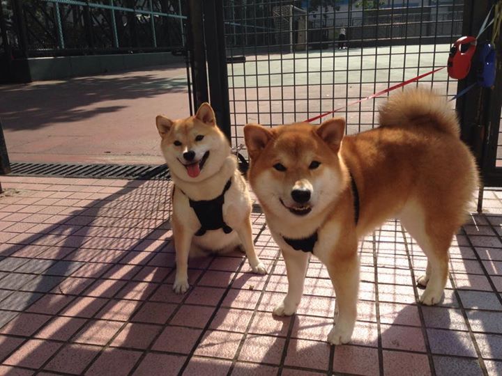 世俱杯时间-东决关键战之夜，塔图姆让比赛提前失去悬念