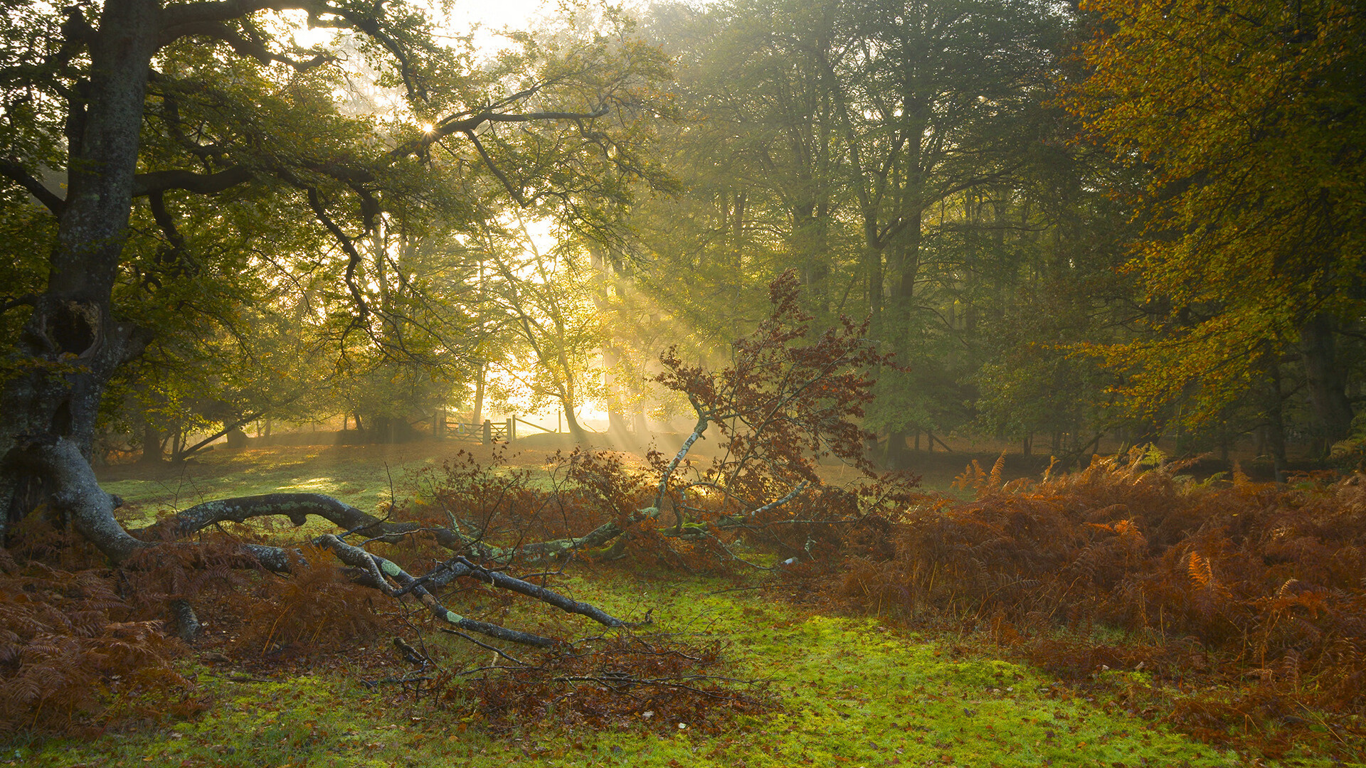 世俱杯改制-双城记,从圣西罗到绿茵场,资本与天才如何重塑足球纪元